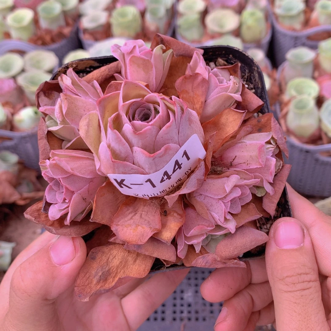 1441会掉侧芽不售后