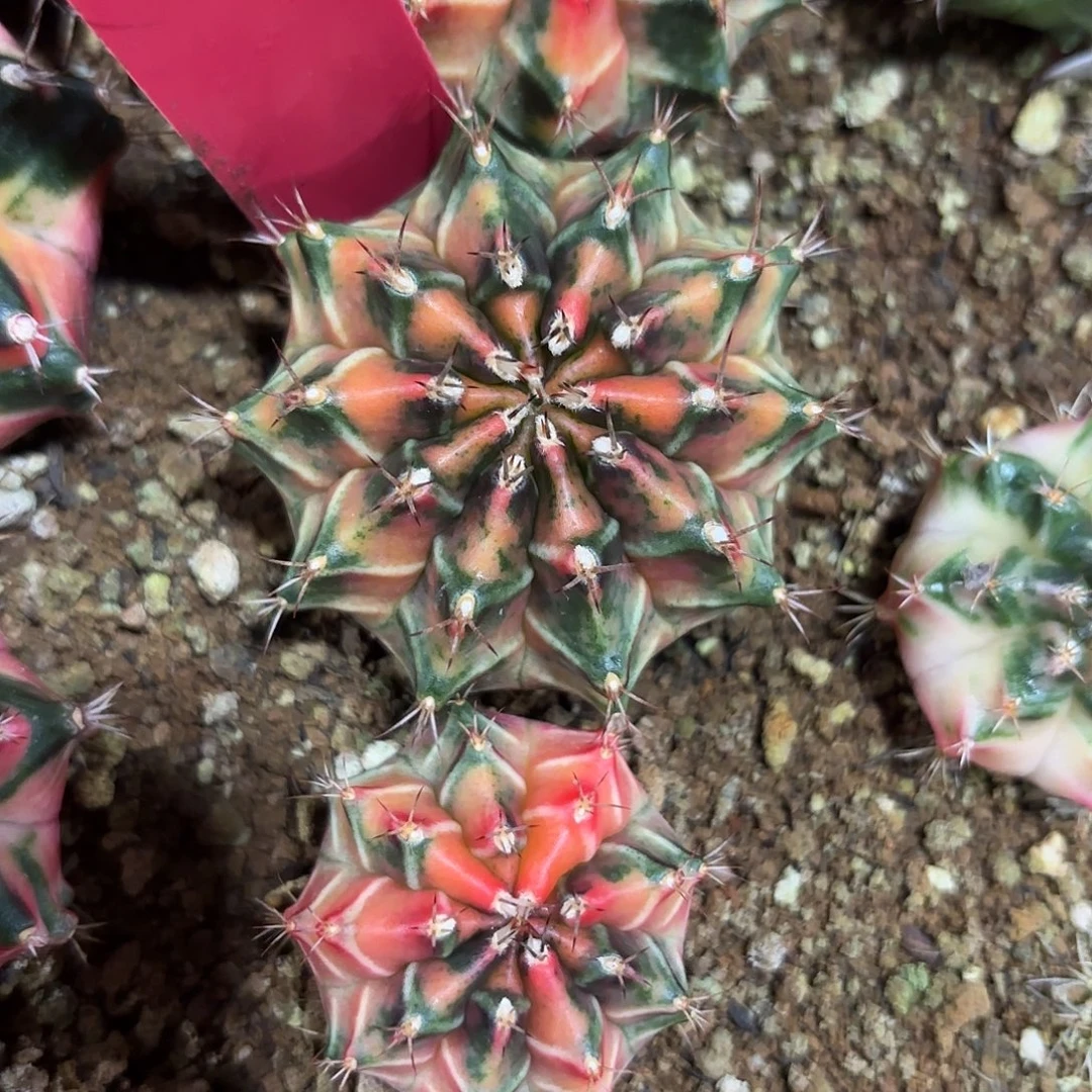 239-1015泰国发货多肉