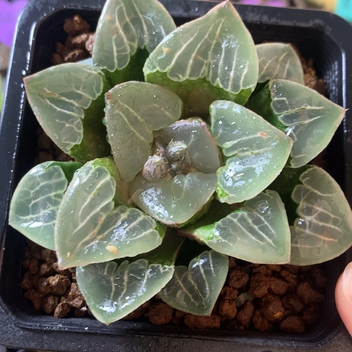 未央宫一物一拍带盆