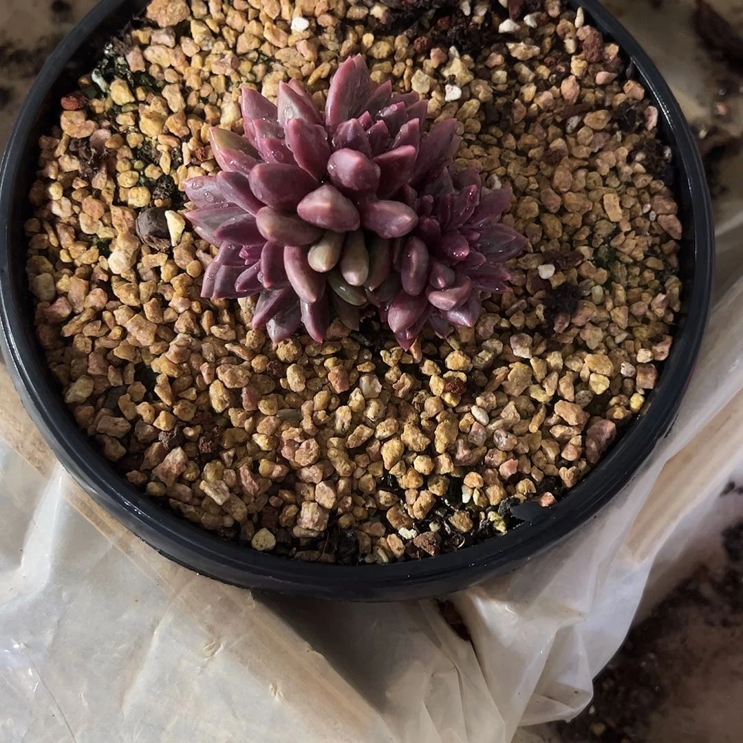 咖****迷雾6头朵朵多肉植物