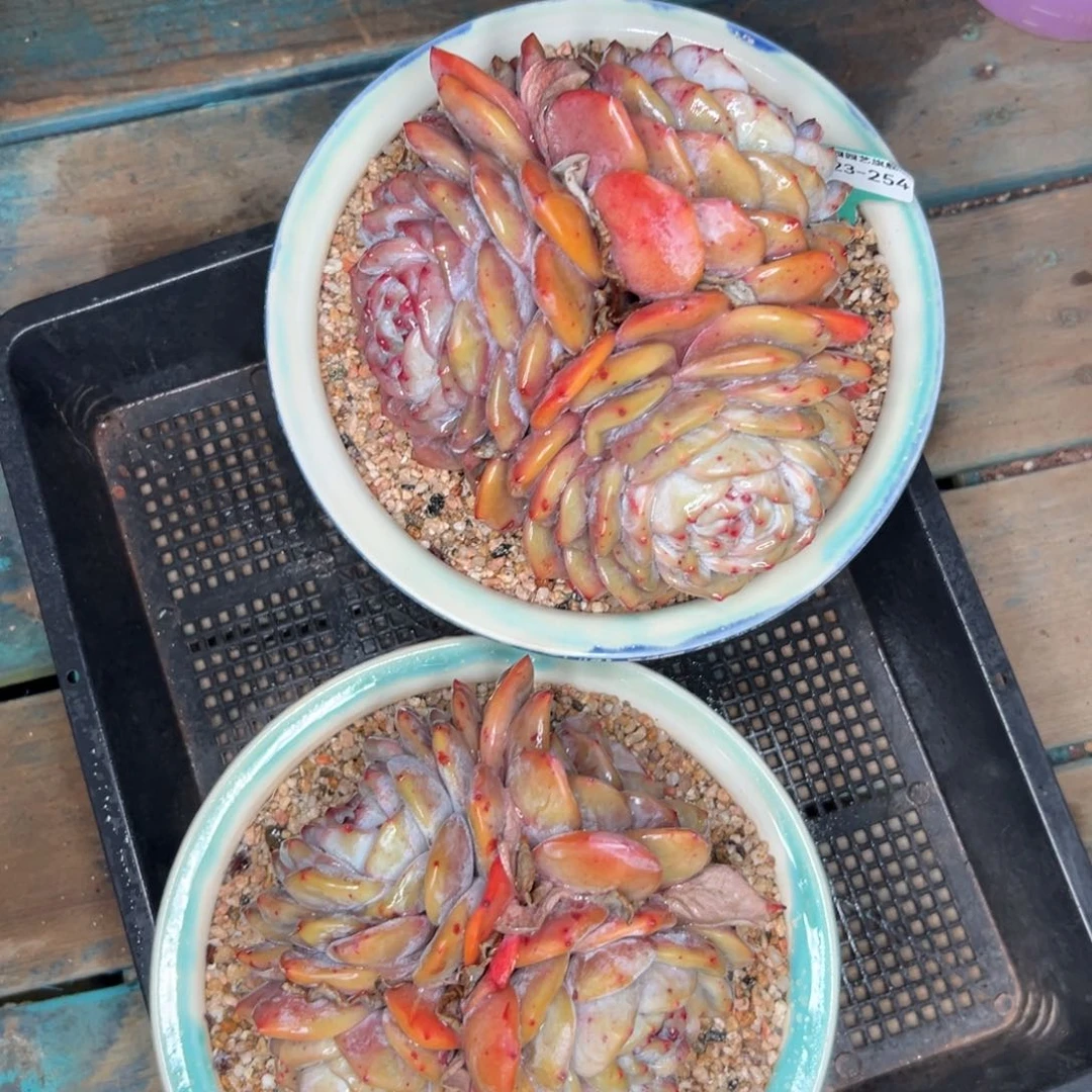 小***u多肉编号0123-254