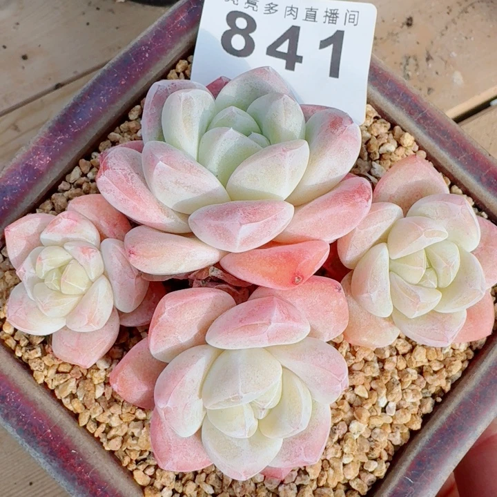 福利冰玉           精美多肉