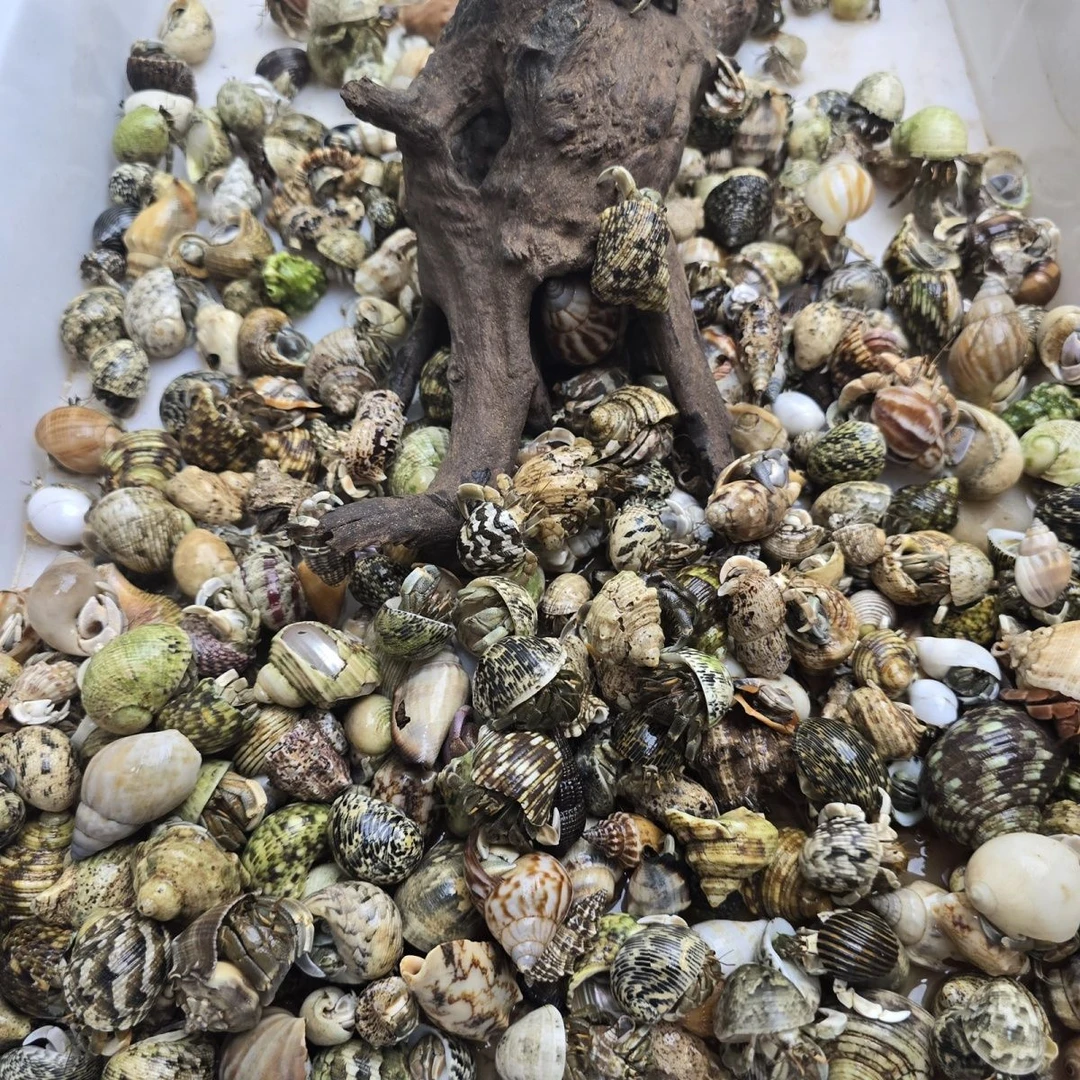 活泼可爱豆丁陆生寄居蟹懒人宠物爬虫萌宠观赏蟹