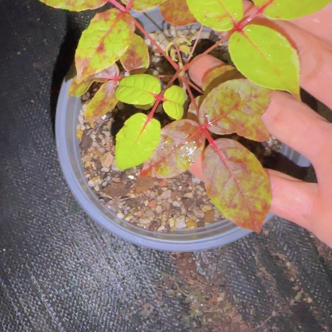M***n块根植物块根植物