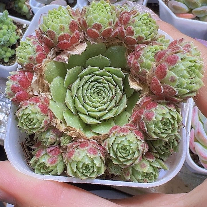 爱德华19包邮多肉植物