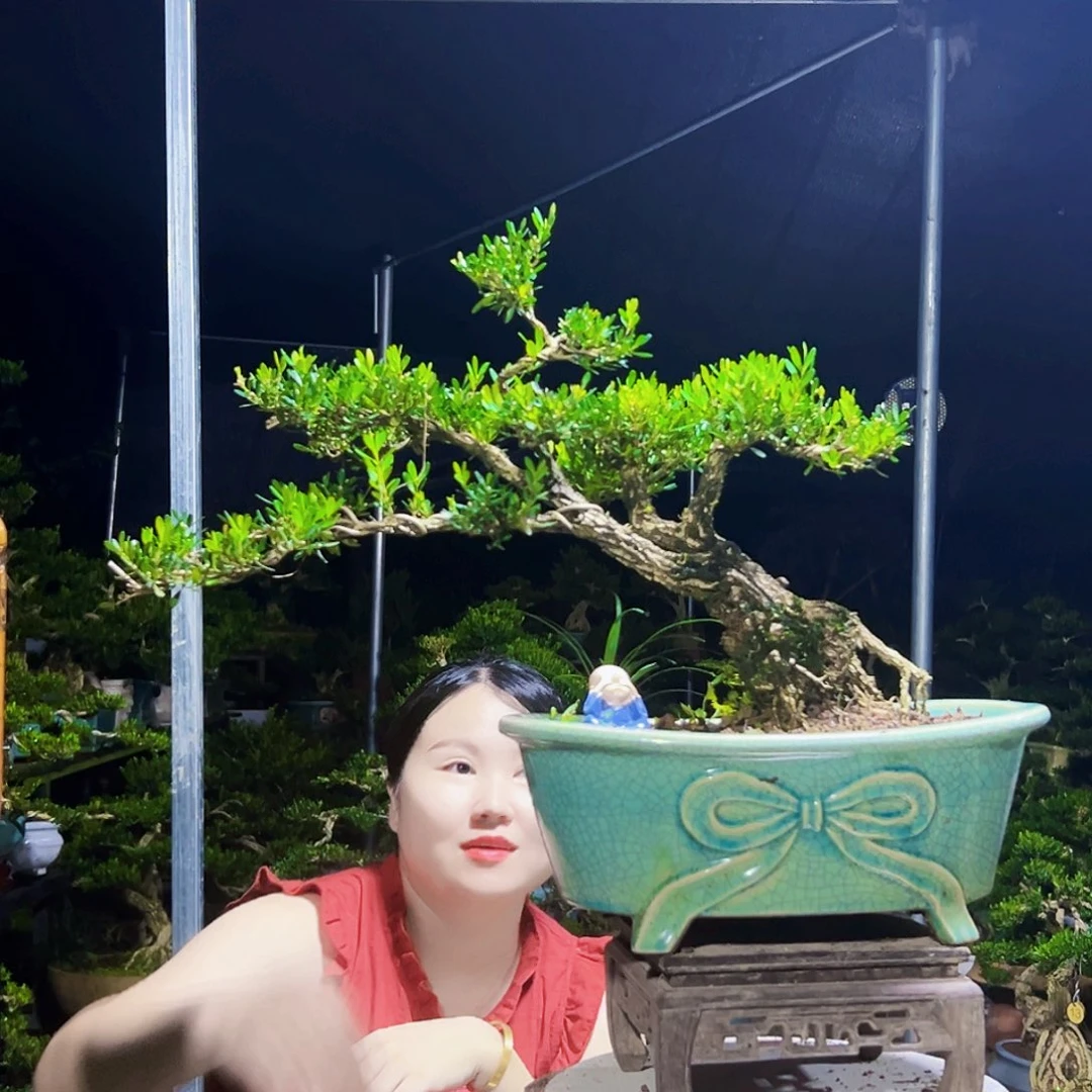 无花朵黄杨木