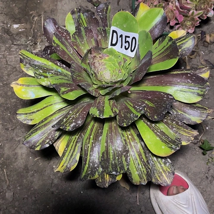 花斑鹿法师26-1包邮