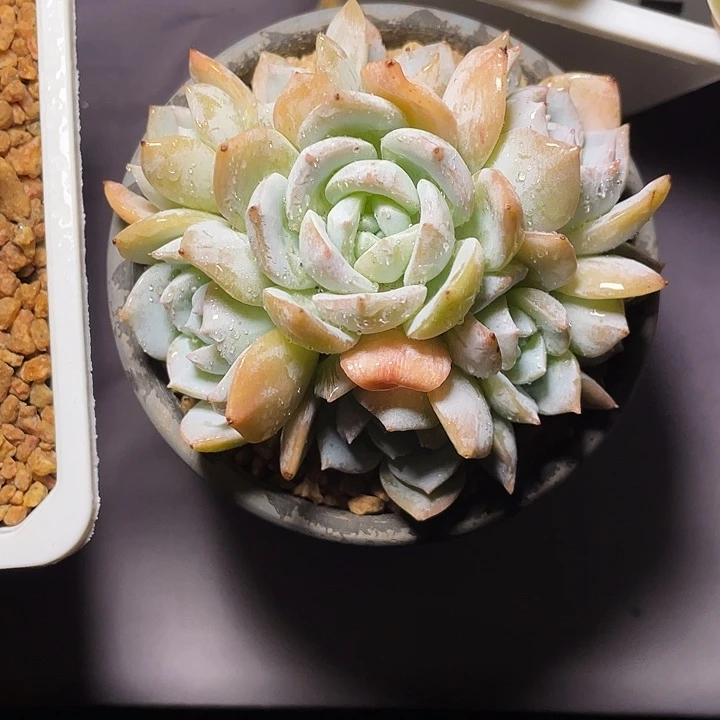 *****多肉植物白茶发货