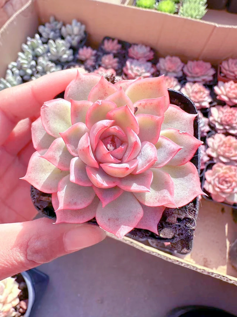 精控艾格利亚多肉植物 （满9.9元包邮发货）