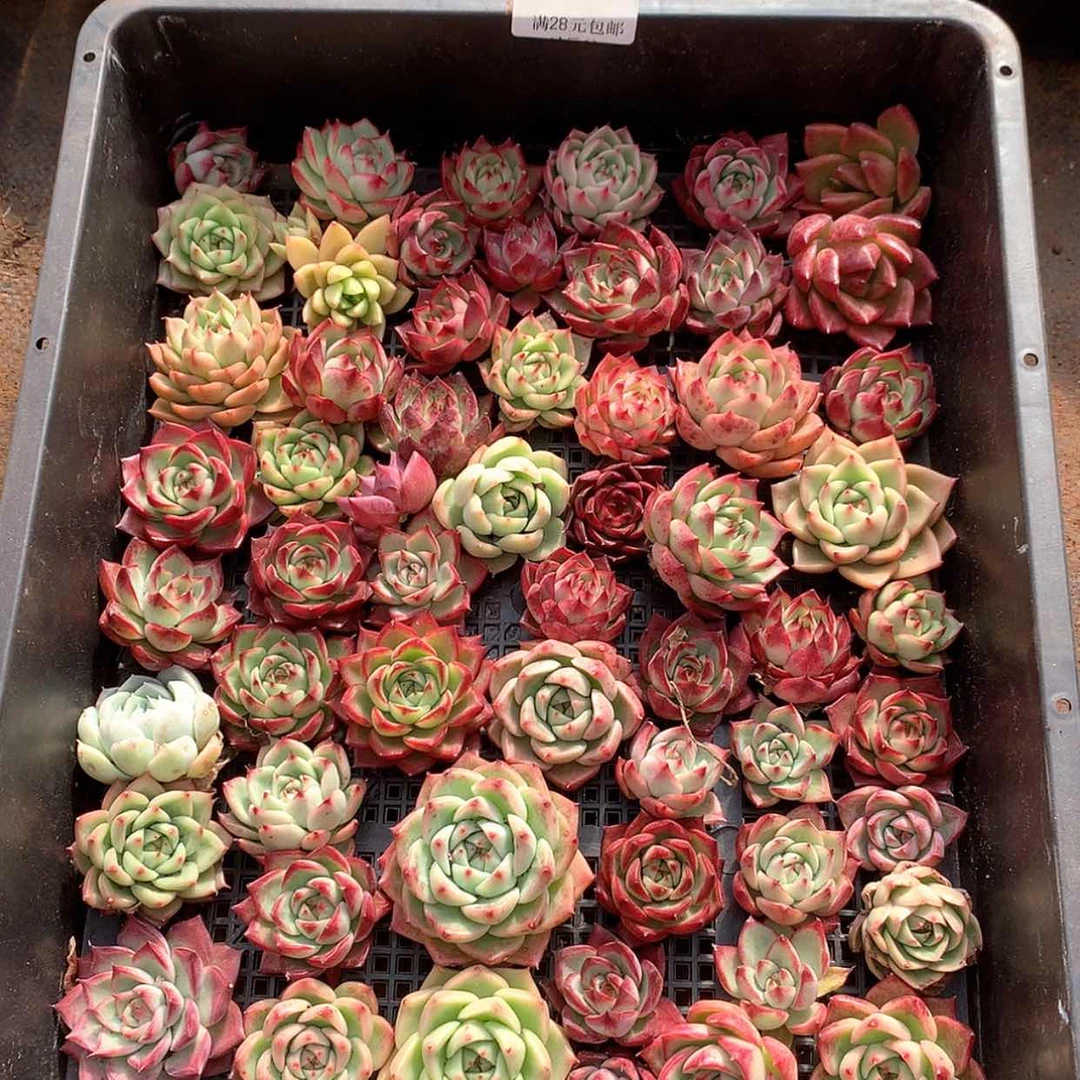 【闪购商品】云649号四十颗