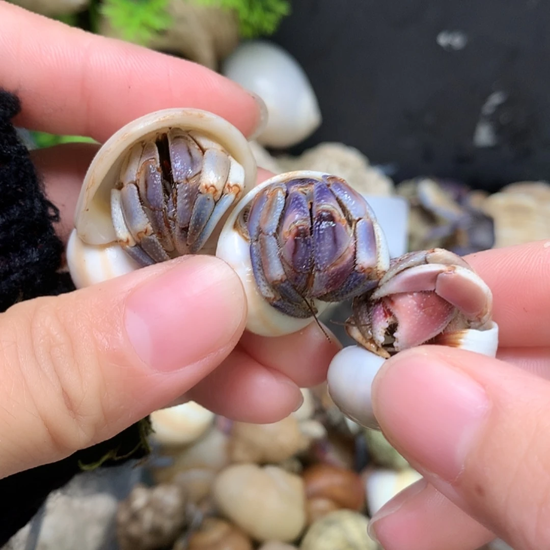 3/只奔跑的寄居蟹18号