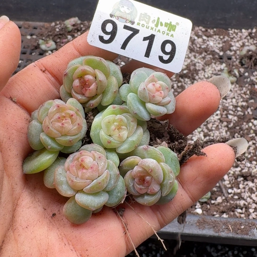 多肉植物多肉植物