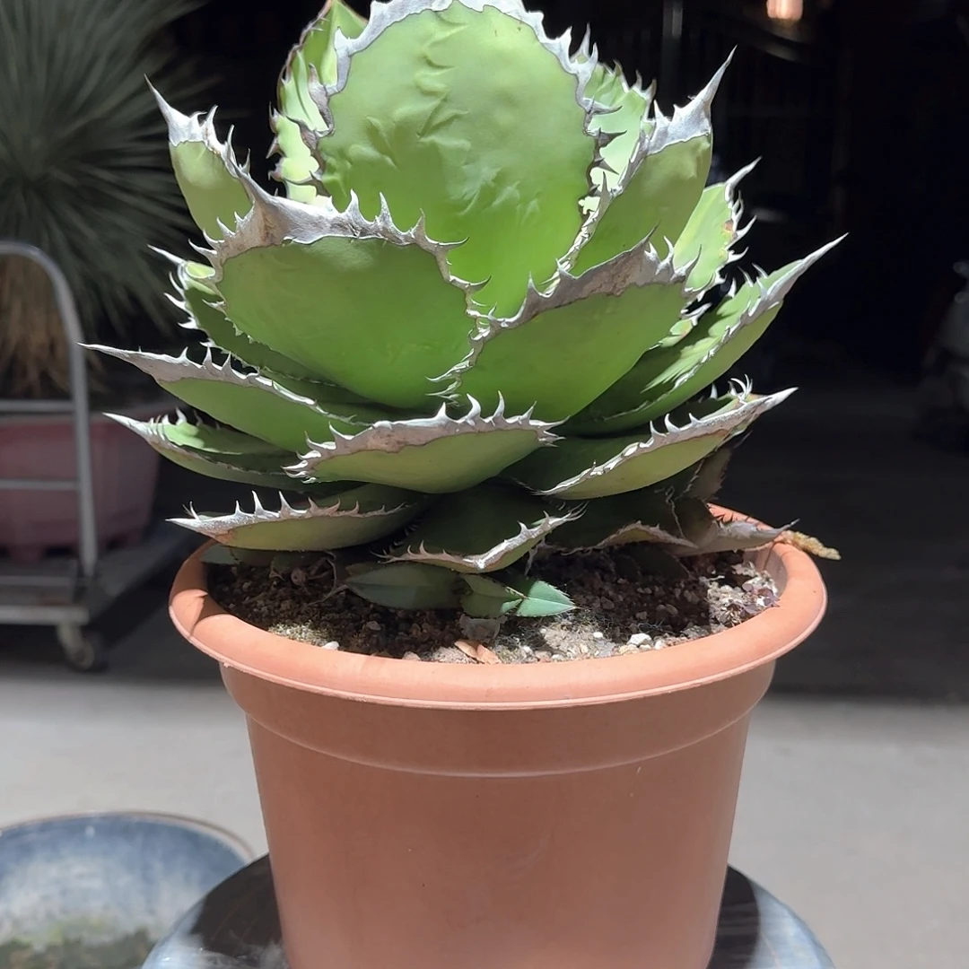 黑火焰仁王冠龙舌兰