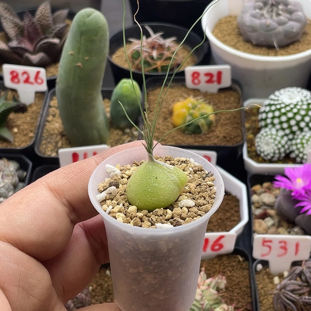 实生迷你海葱 带盆土包邮