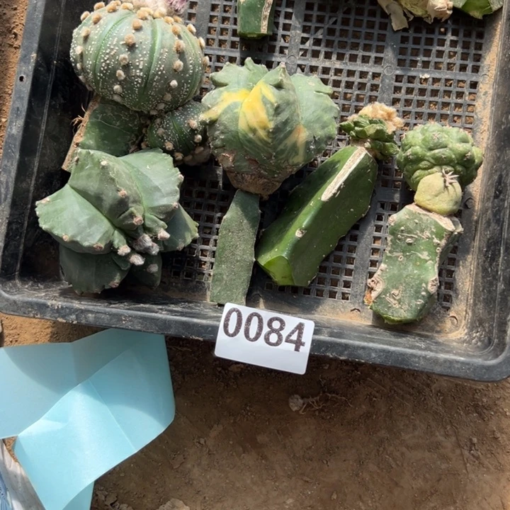 一筐仙人球084号