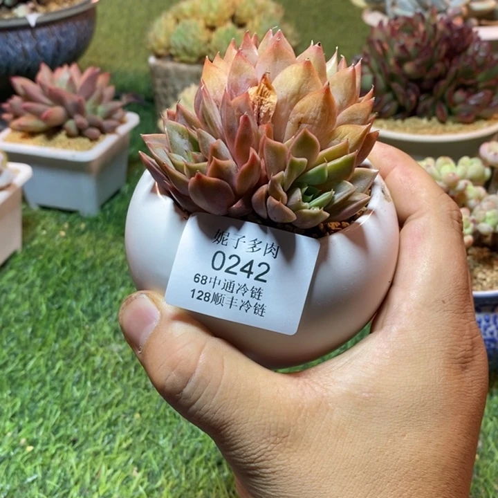 0242啊啊啊啊啊啊啊啊啊啊