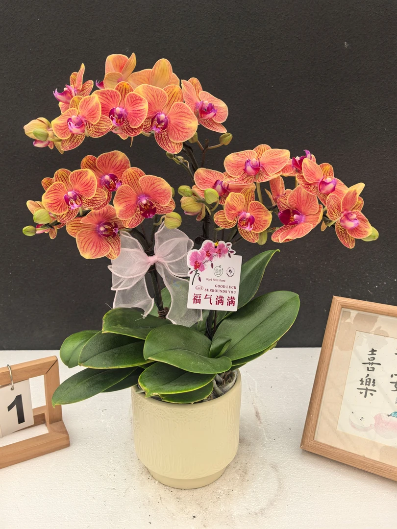 简香《金吉利》鲜花高端蝴蝶兰艺术组盆鲜花摆设送礼高端花卉