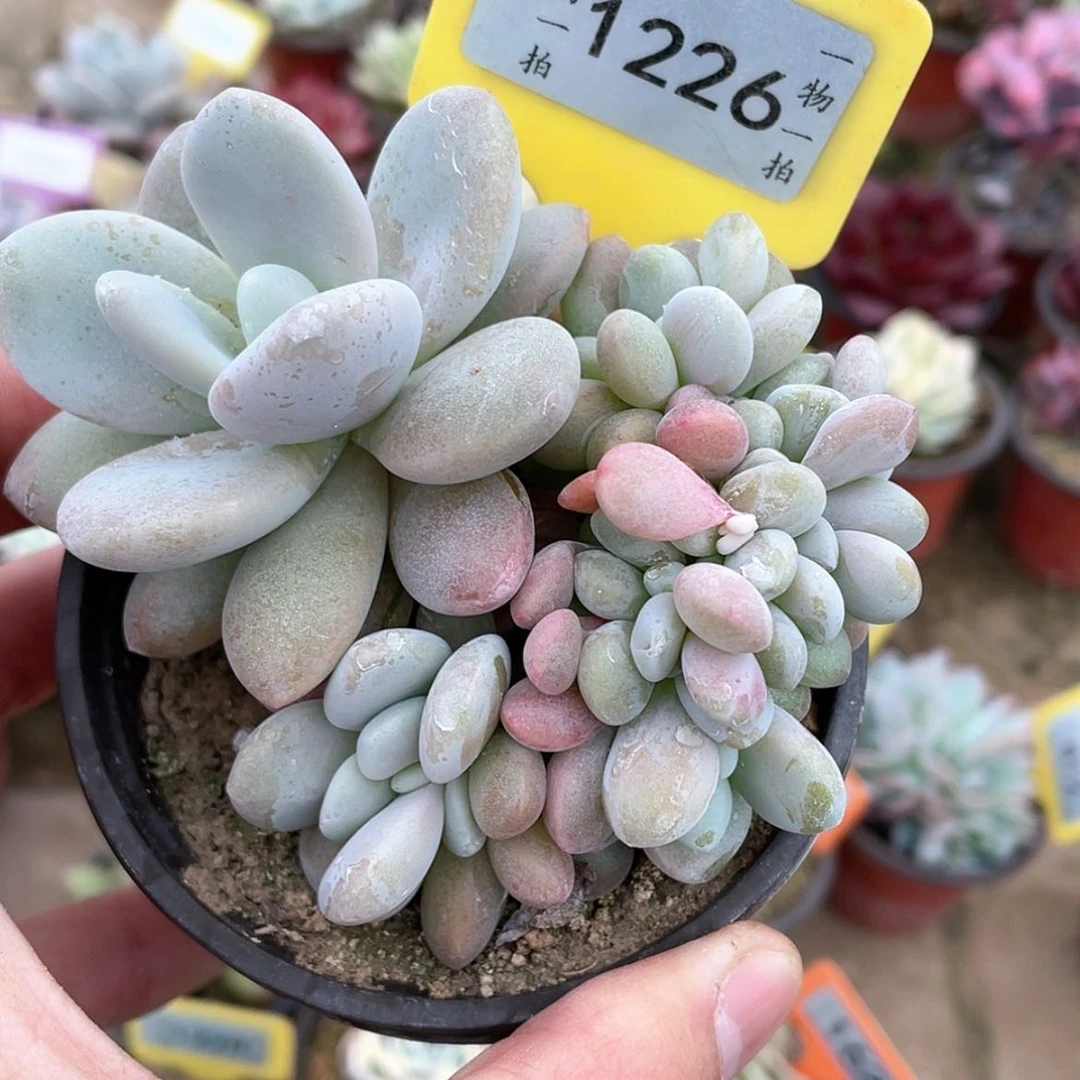 【闪购商品】1226号