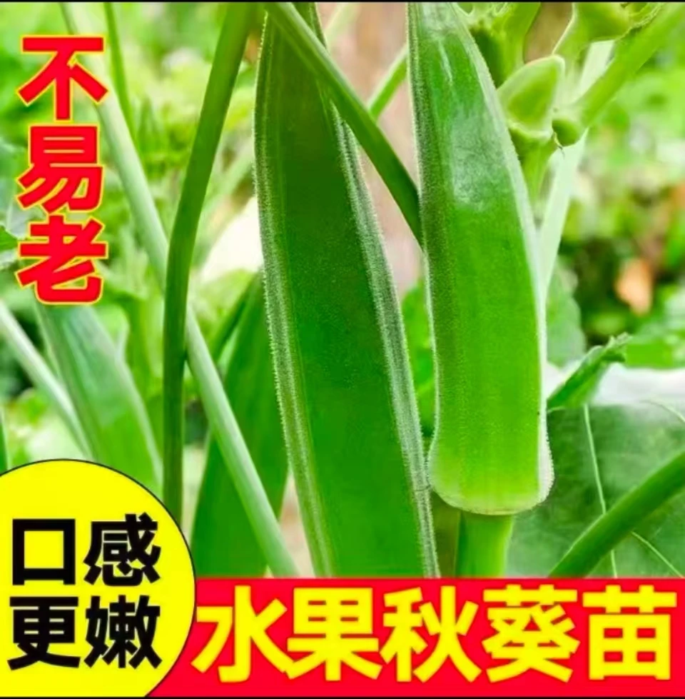 【秋葵苗】各种秋葵苗水果秋葵苗红秋葵苗带土发货