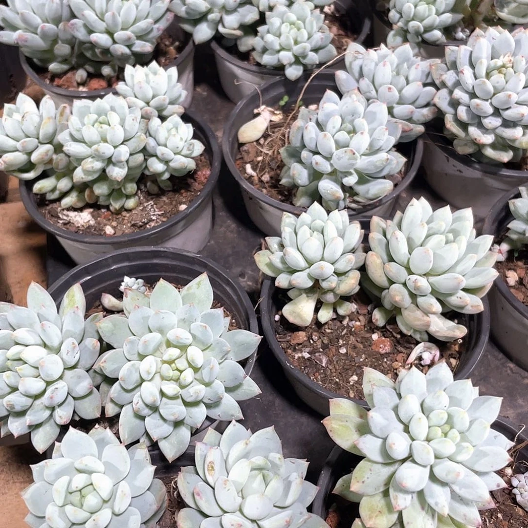 明珠美人双头一颗