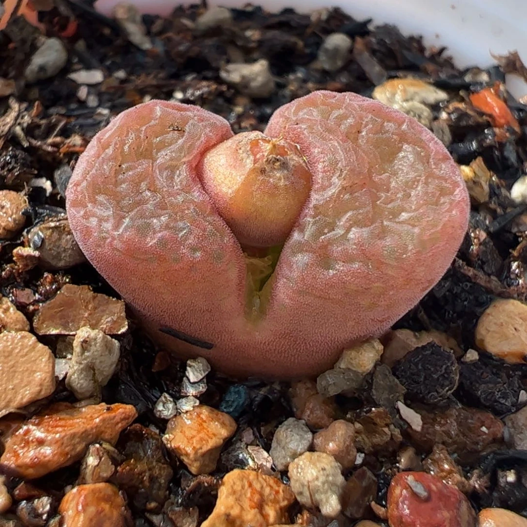 092多肉植物百科