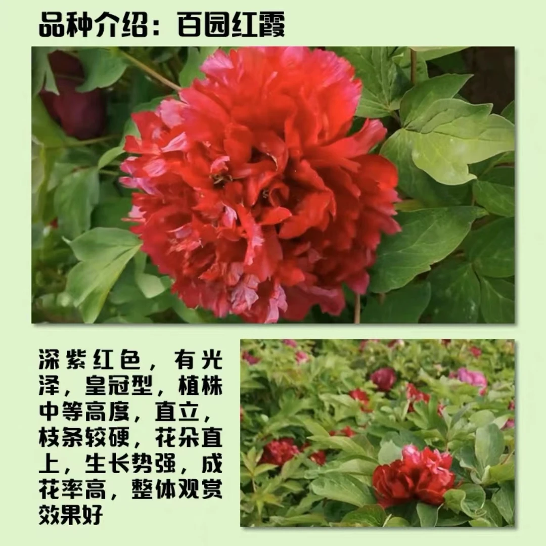 【百园红霞】牡丹花苗6到10枝条
