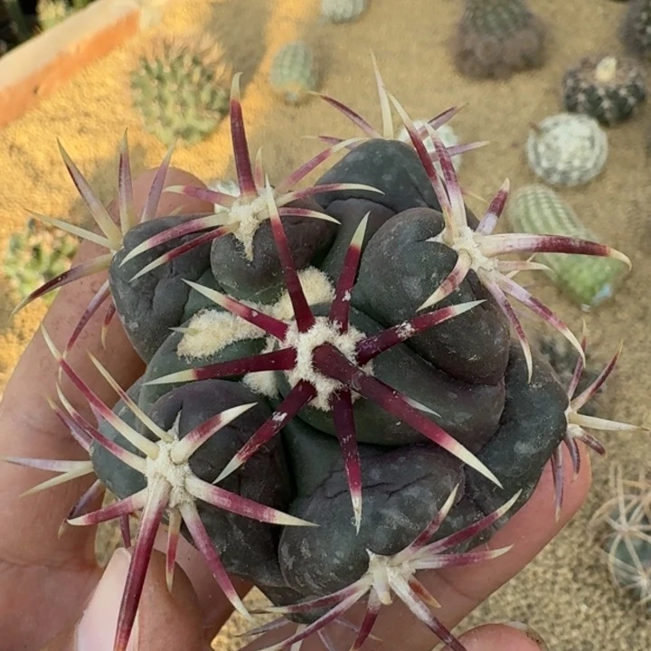 大红鹰有根6666666