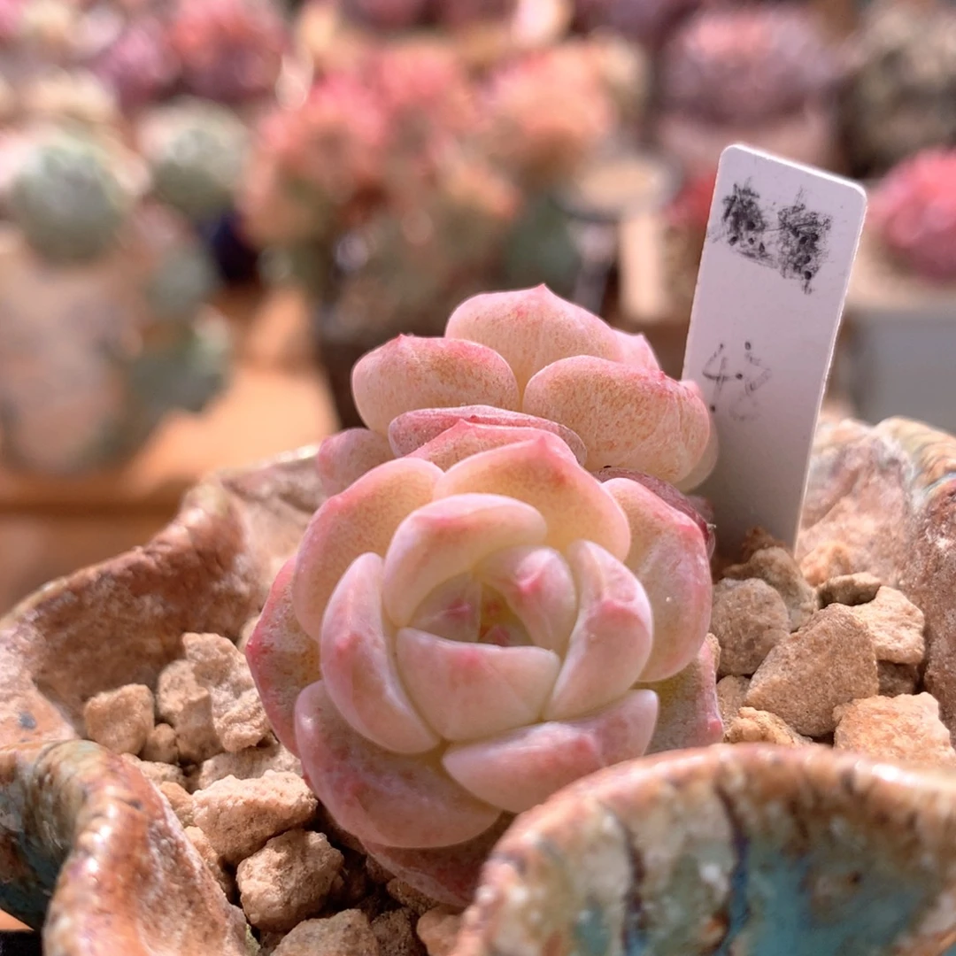 纯爱一物一拍 016