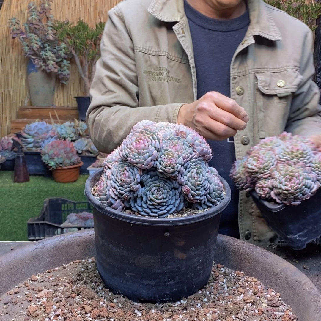 人****?482 号白胖子多肉