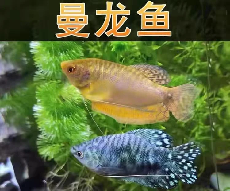 蓝曼龙、黄曼龙活体好养耐活不打氧气观赏鱼热带淡水鱼