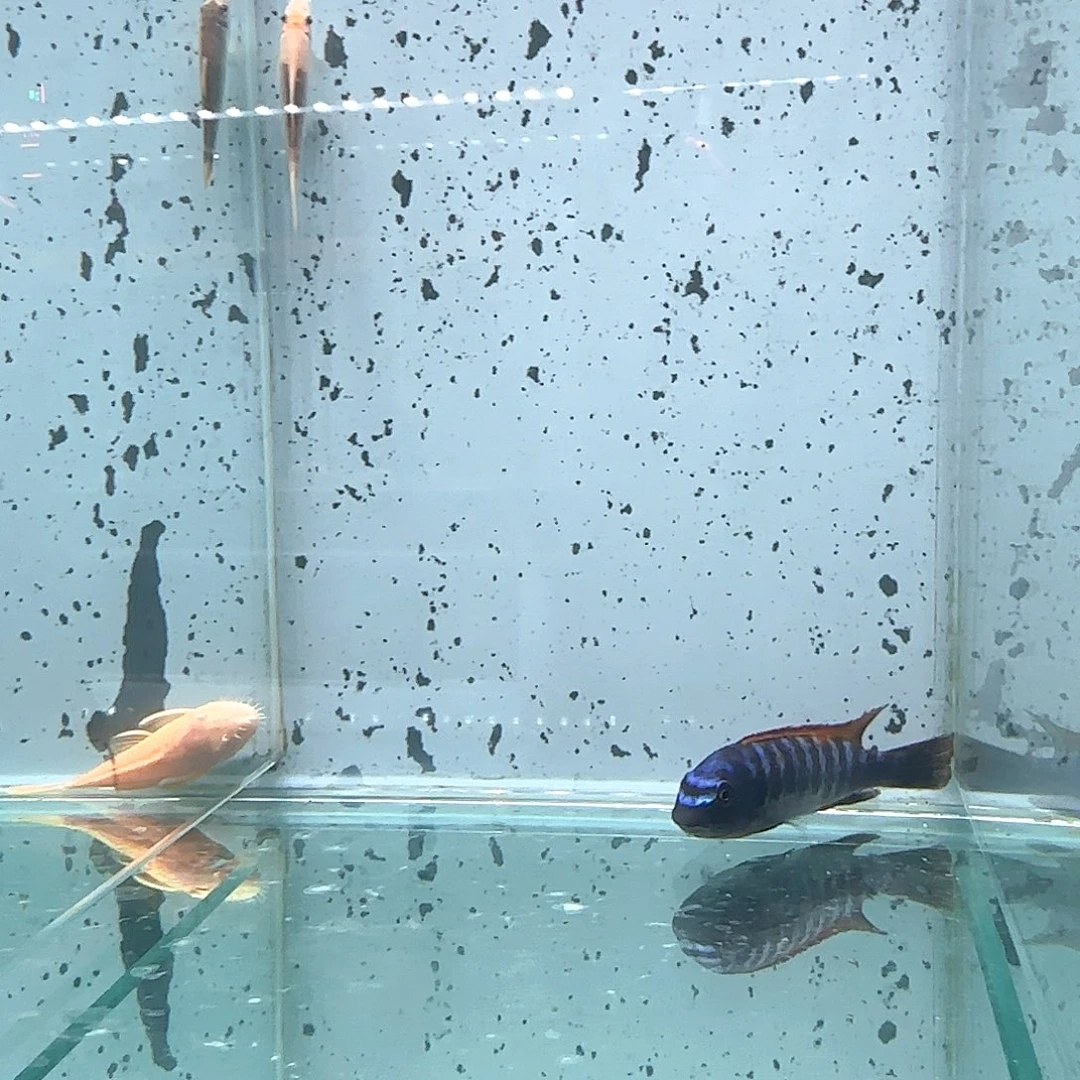 慈鲷如***✨1109号松比西