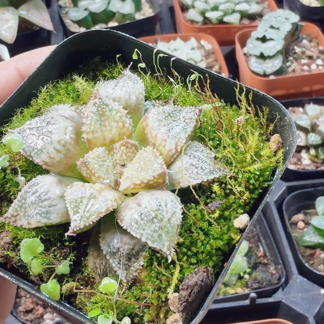 十二卷彩虹城开播福利