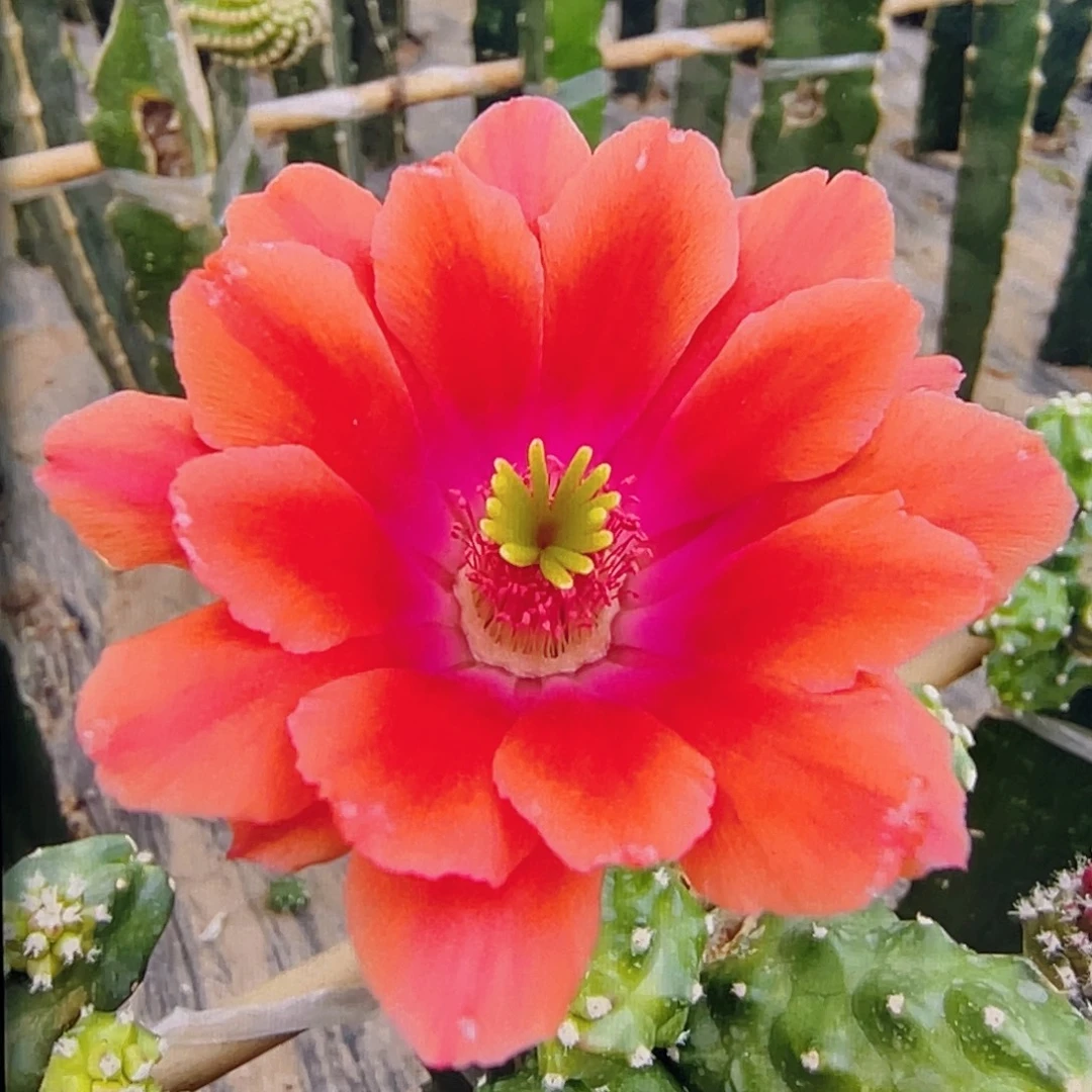 桔水仙 枝条2个 无根 6公分左右