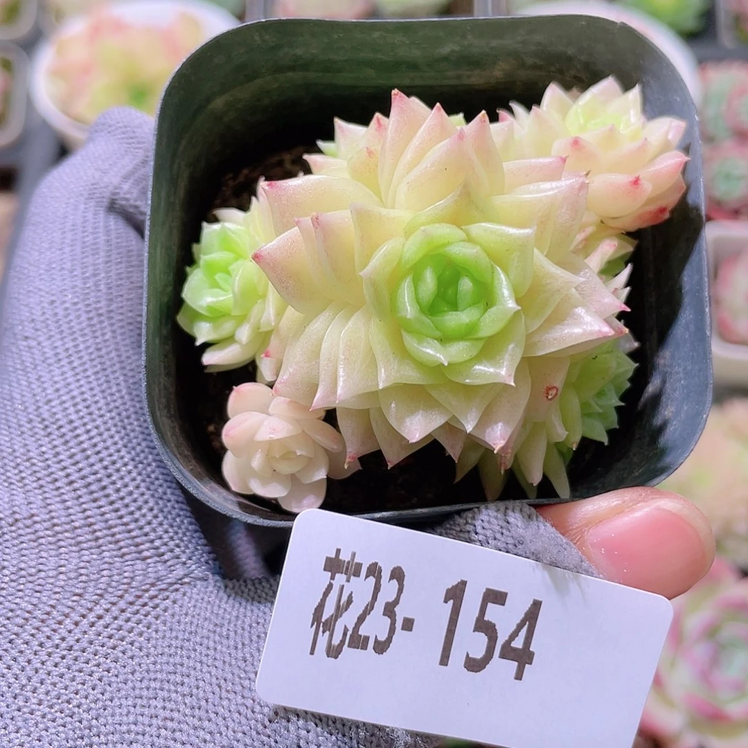 花利美23-154幻影群