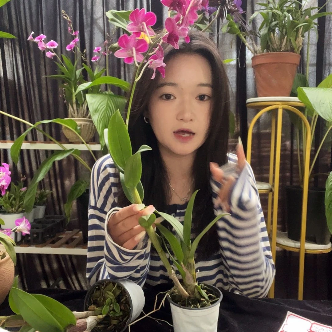 当前无花朵，栽培后可花朵5棵