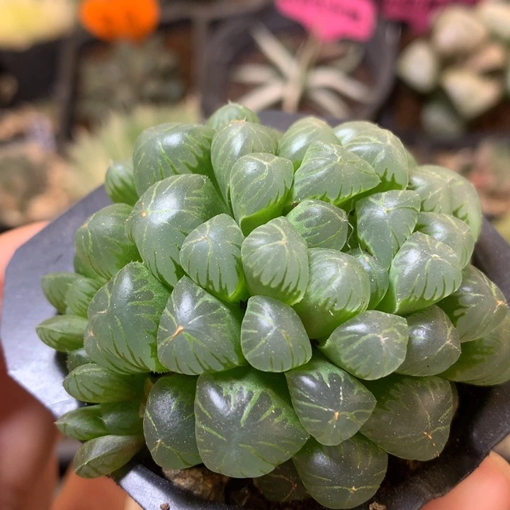 糯玉露dagepotuosolowkykwl