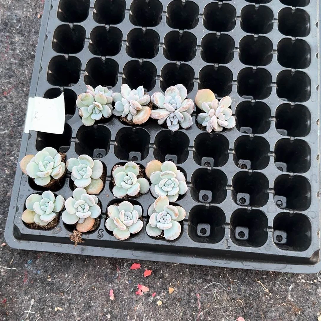 阳光一物一拍专拍