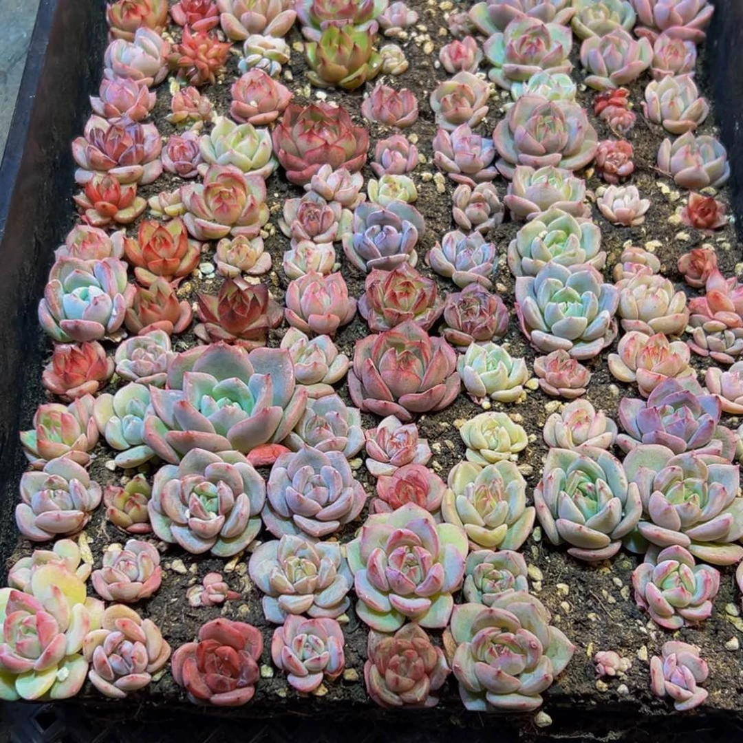 托***凉158的人了吧哈哈哈哈哈我