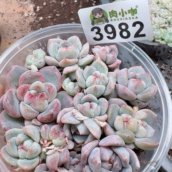 多肉植物多肉植物