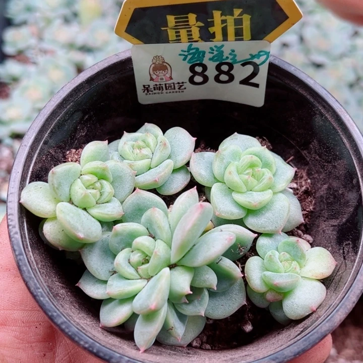 多肉植物多肉植物