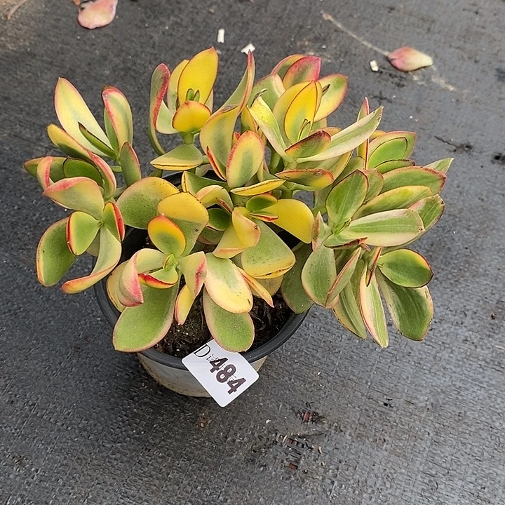 琥***珀484新花月锦多肉植物
