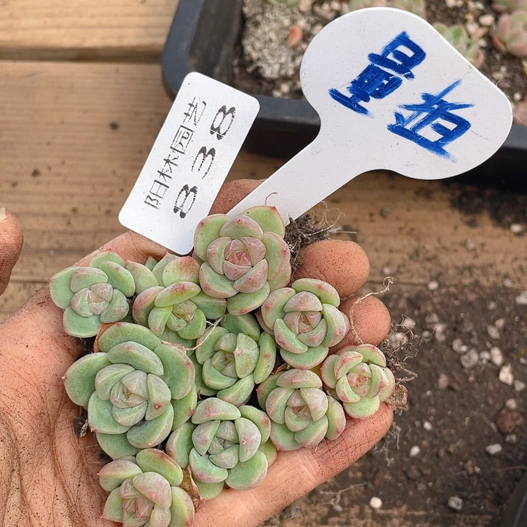 量拍多肉植物多肉植物838