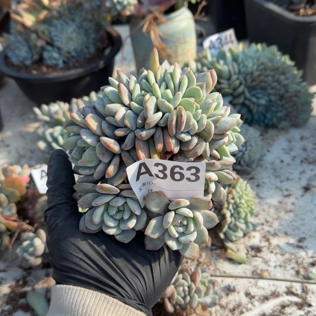 星影小树朵朵呀呀呀