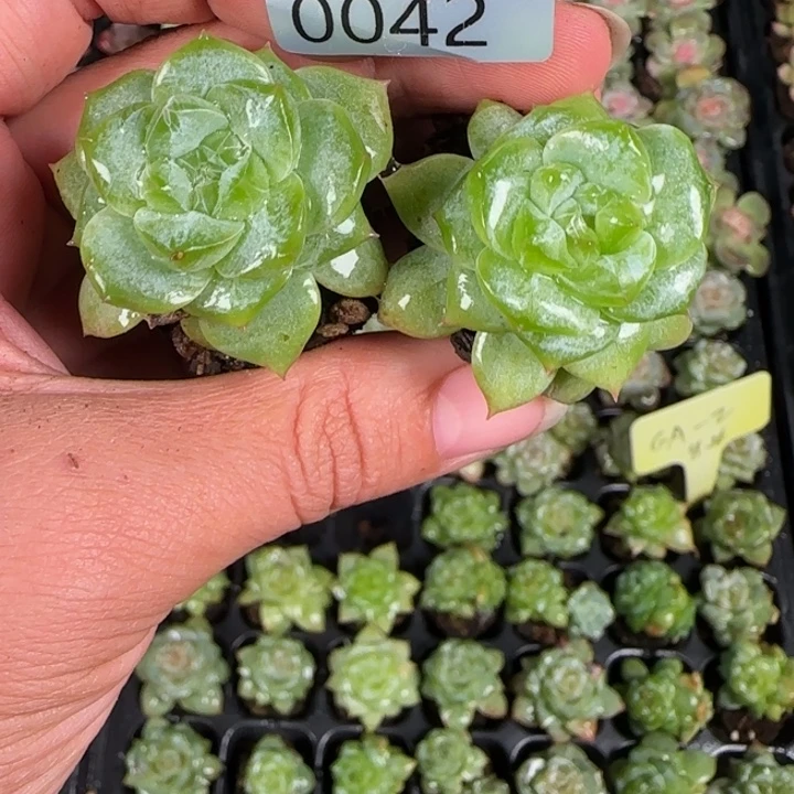 新店开播全场9.9包邮42