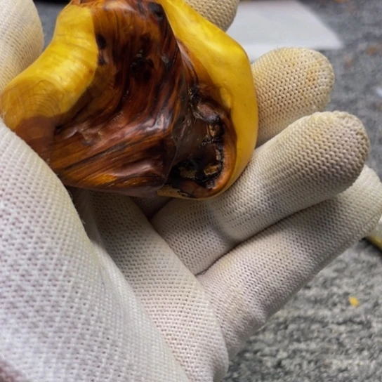 柏木（崖柏）崖柏1