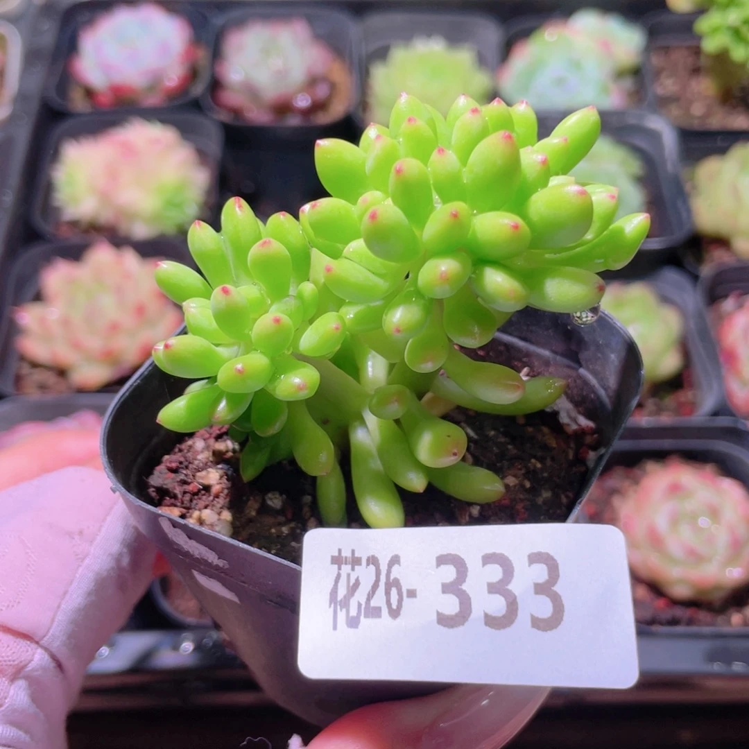 花利美26-333青松缀化