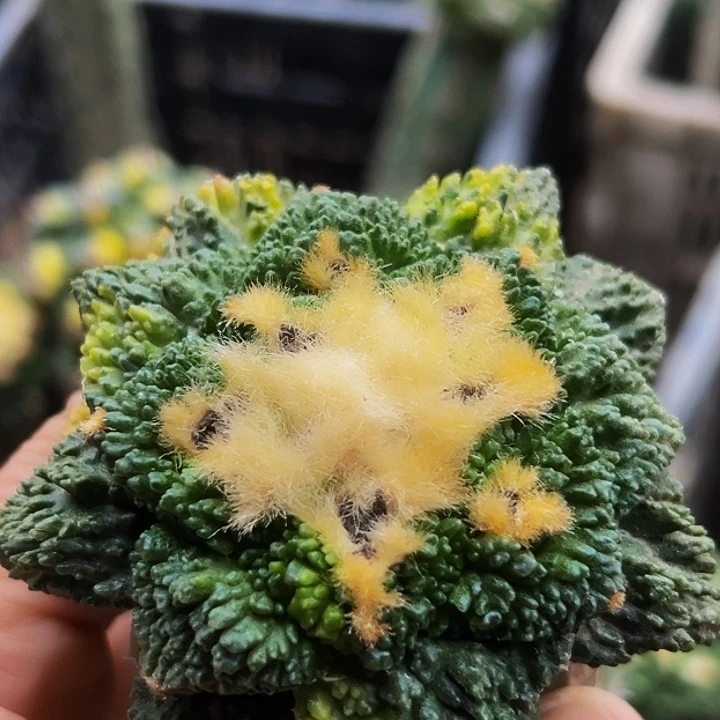 无花朵福利散班花锦燕尾哥怒牡丹677