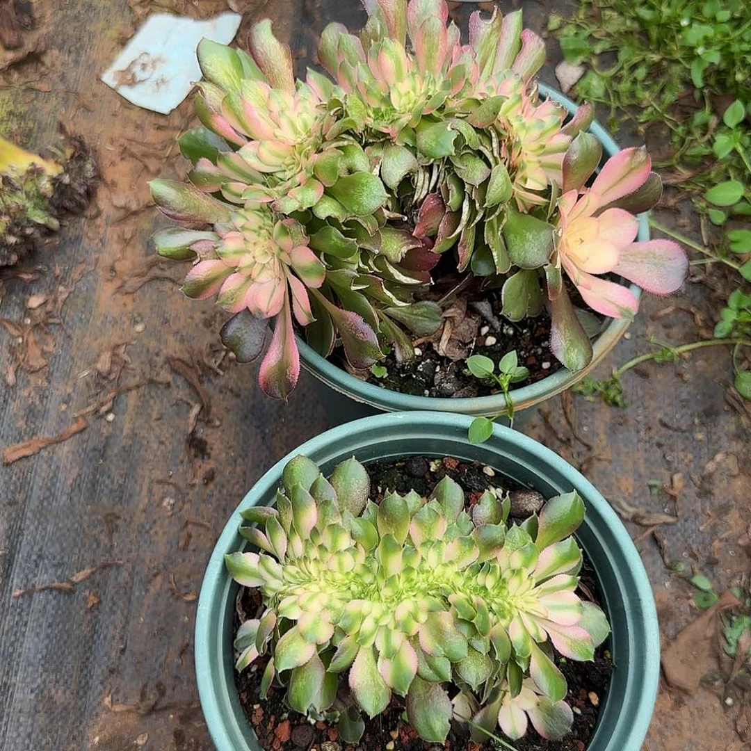 开***华181多肉 香妃高锦缀