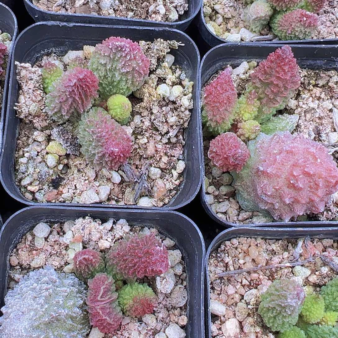 朱子玉19包邮多肉植物