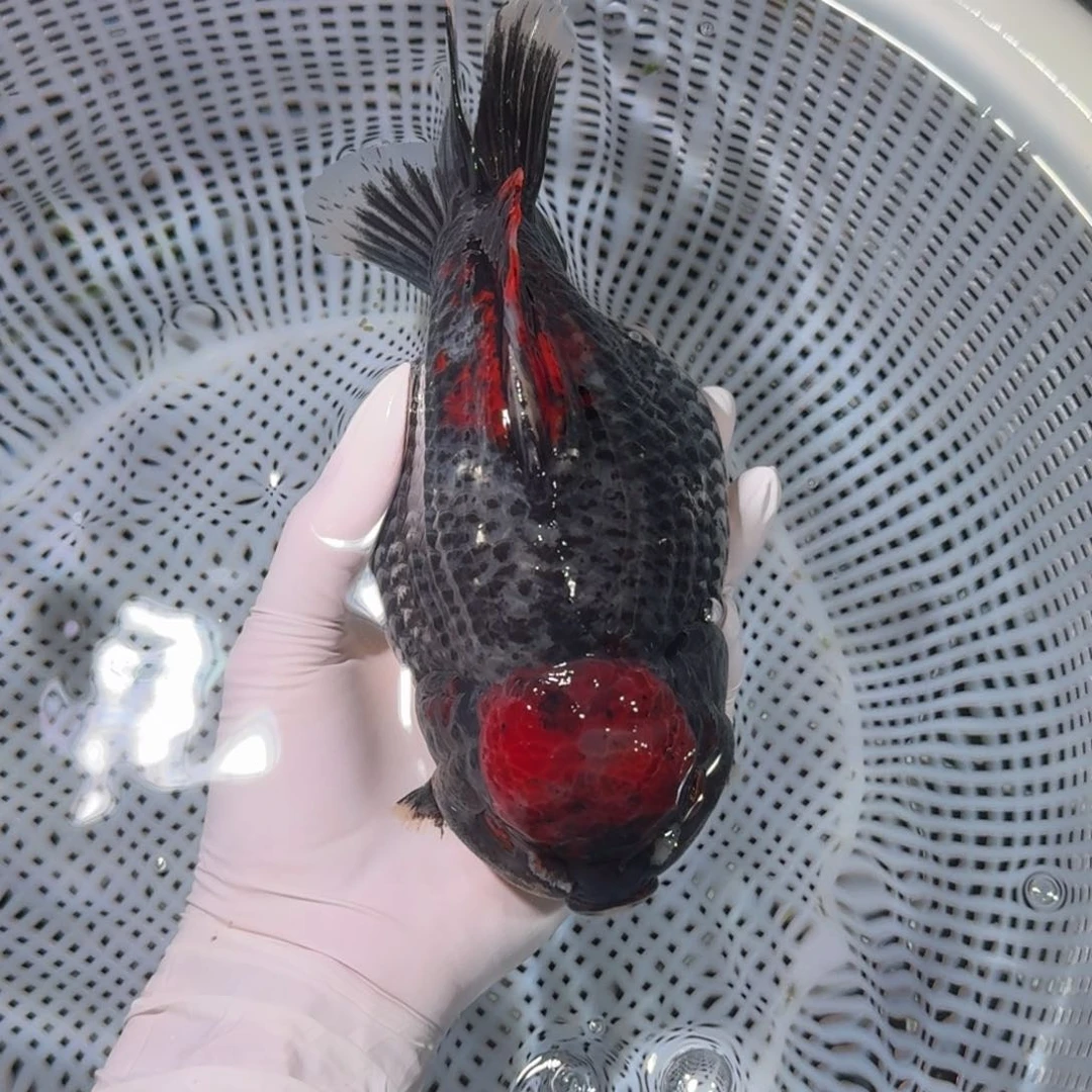 金鱼类不分公母15